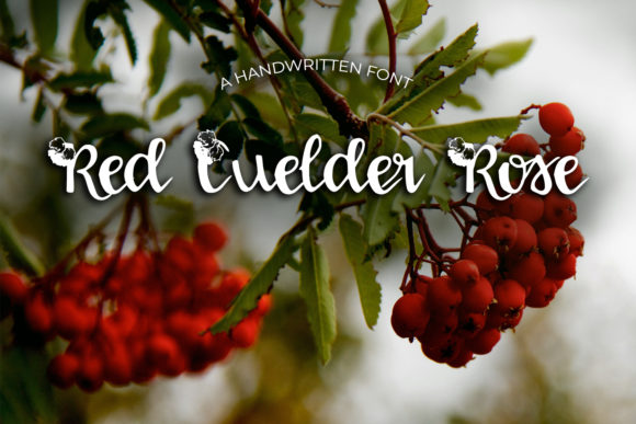 Red Guelder Rose: A Designer’s Practical Review